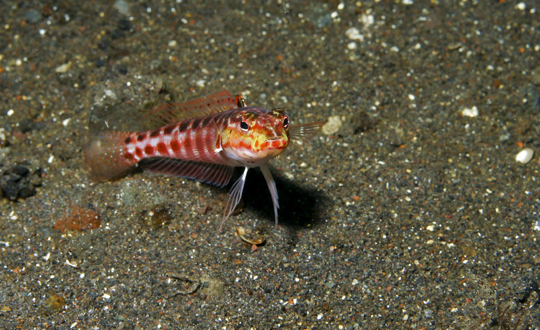 Image of Parapercis schauinslandi
