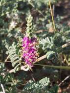 Image of woolly prairie clover