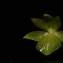 Image of Epidendrum hunterianum Schltr.