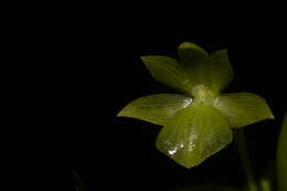 Image of Epidendrum hunterianum Schltr.