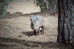 Imagem de Caititu, porco-do-mato