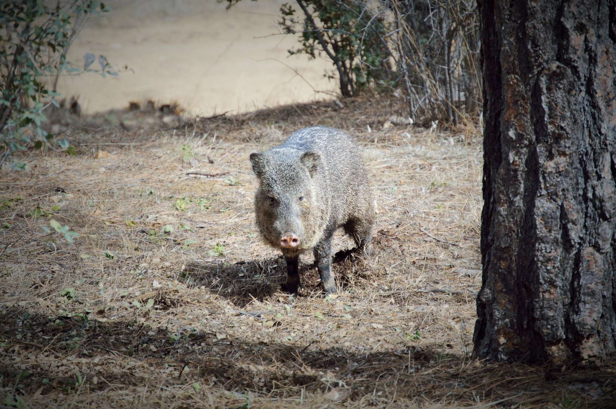 Image of peccaries