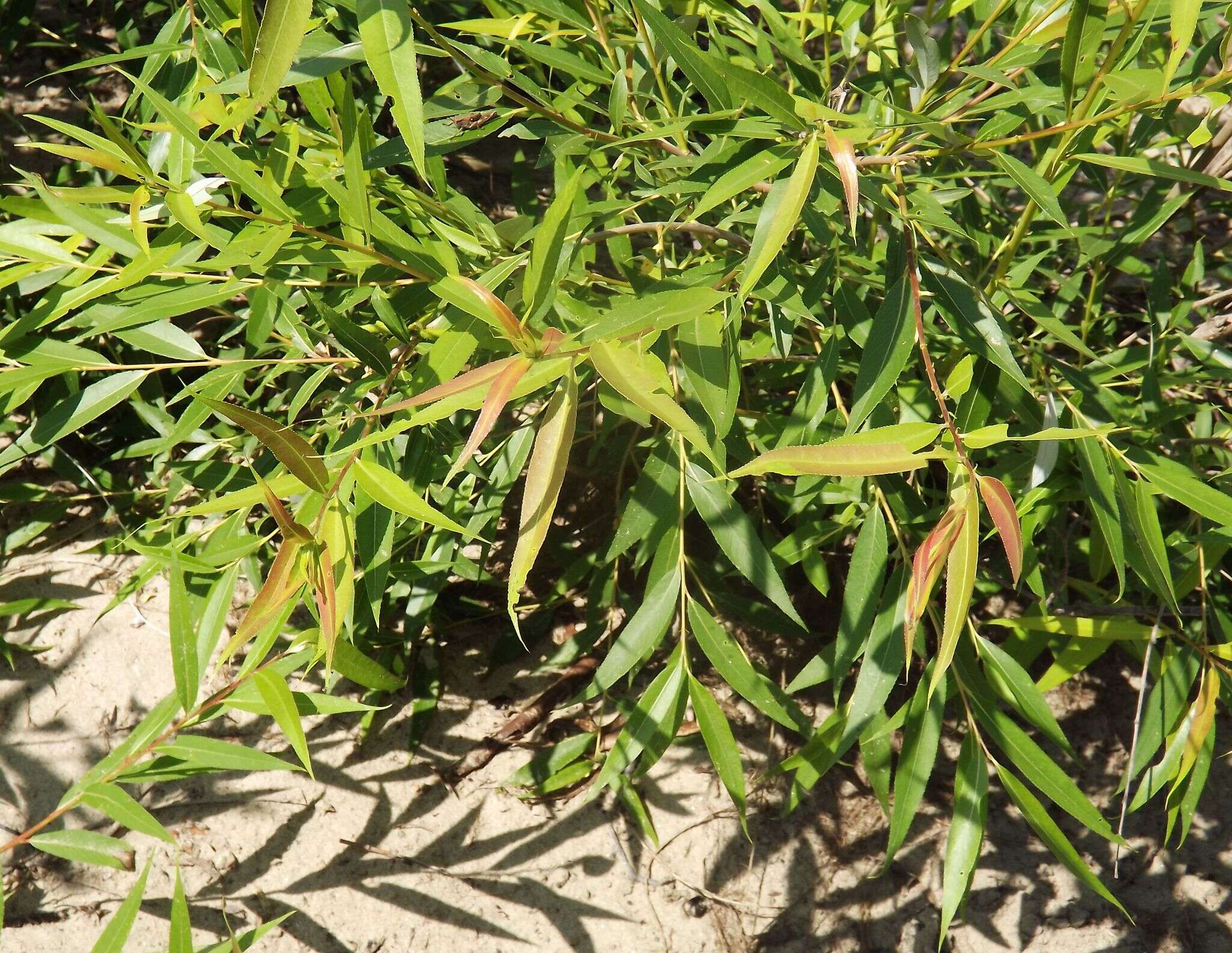 Image of Salix rorida Lacksch.