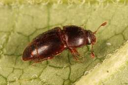 Image of Sap beetle