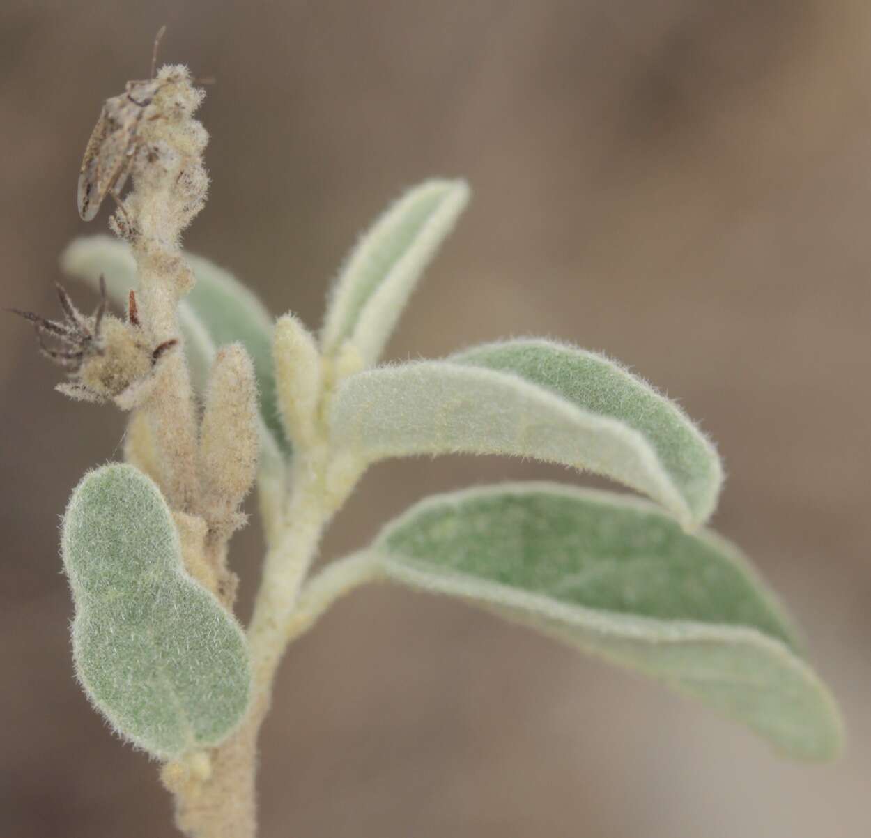 Image of Torrey's croton