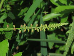 Image of Callerya nitida (Benth.) R. Geesink