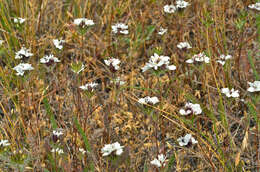 Image of sticky western rosinweed