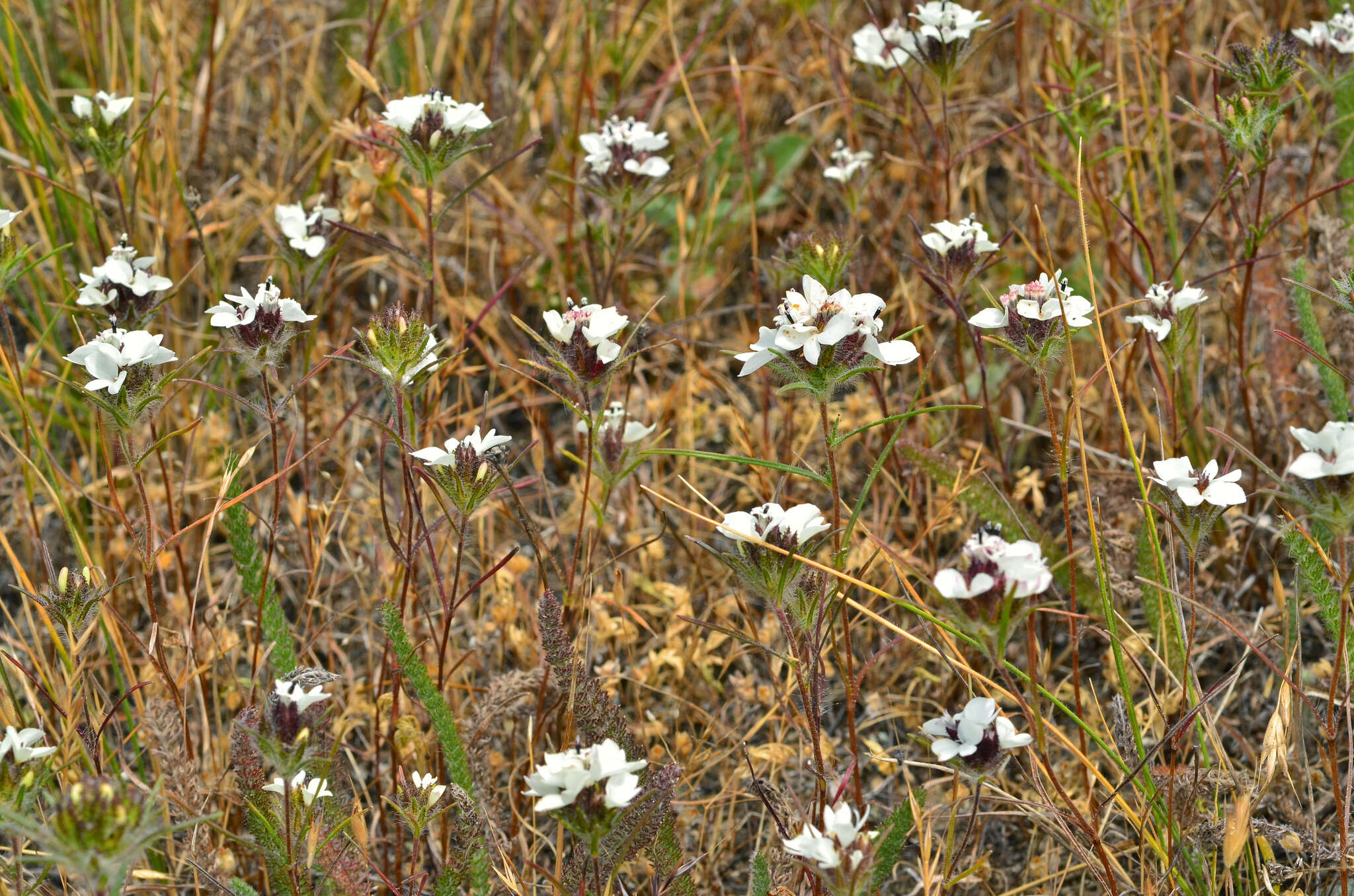 Image of sticky western rosinweed