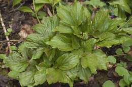 Image of Paeonia wittmanniana Hartw. ex Lindl.