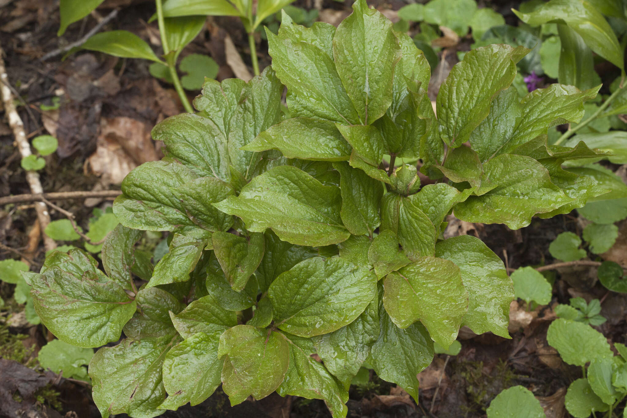 Sivun Paeonia wittmanniana Hartw. ex Lindl. kuva