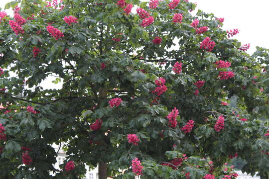 Image of red horse-chestnut