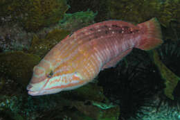 Image of Gunther's wrasse