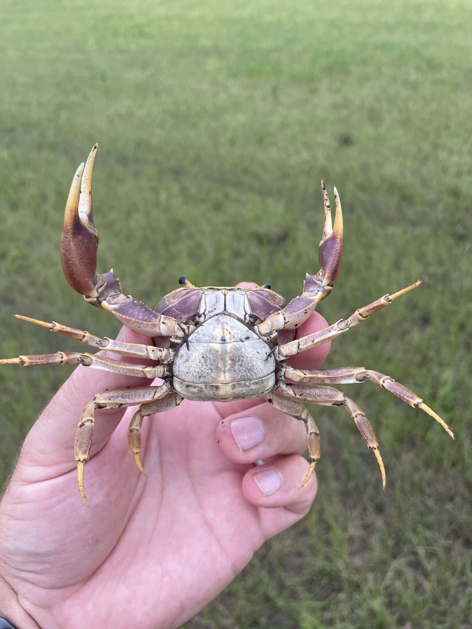 Image of Potamonautes isimangaliso Peer, Perissinotto, Gouws & Miranda 2015