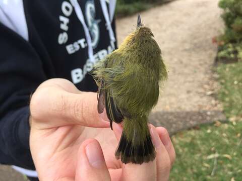 Image of Yellow Thornbill