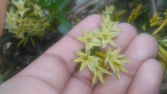 Image of Cestrum euanthes Schltdl.