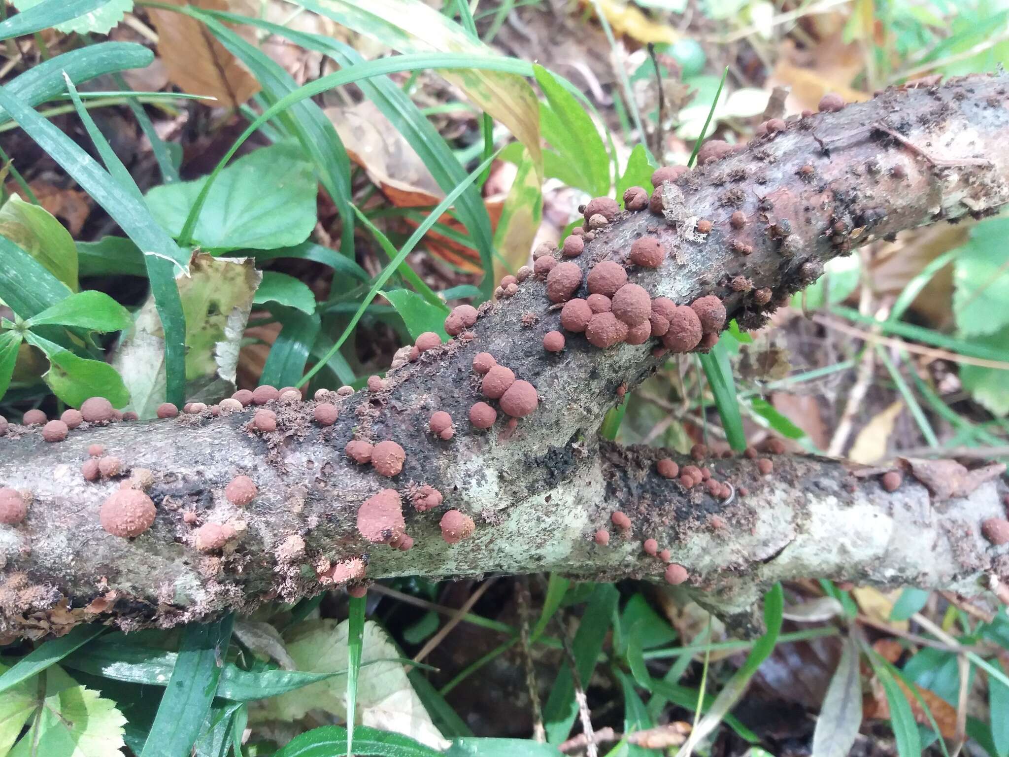 Image de Hypoxylon fragiforme (Pers.) J. Kickx fil. 1835