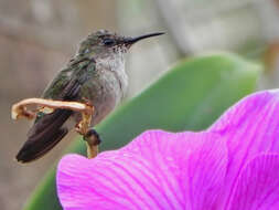 Image of Vervain Hummingbird