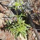 Image of Gentianella stellata Glenny