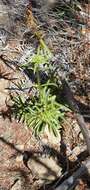 Image of Gentianella stellata Glenny