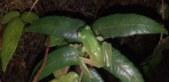 Image of Magdalena Giant Glass Frog