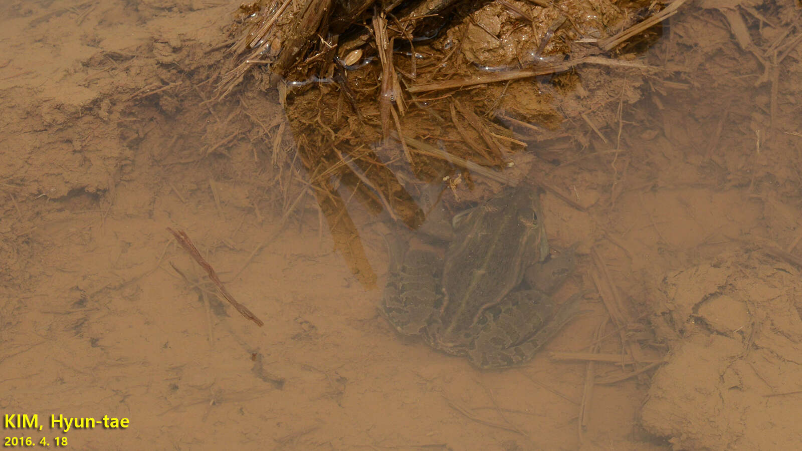 Image of Black-spotted frog