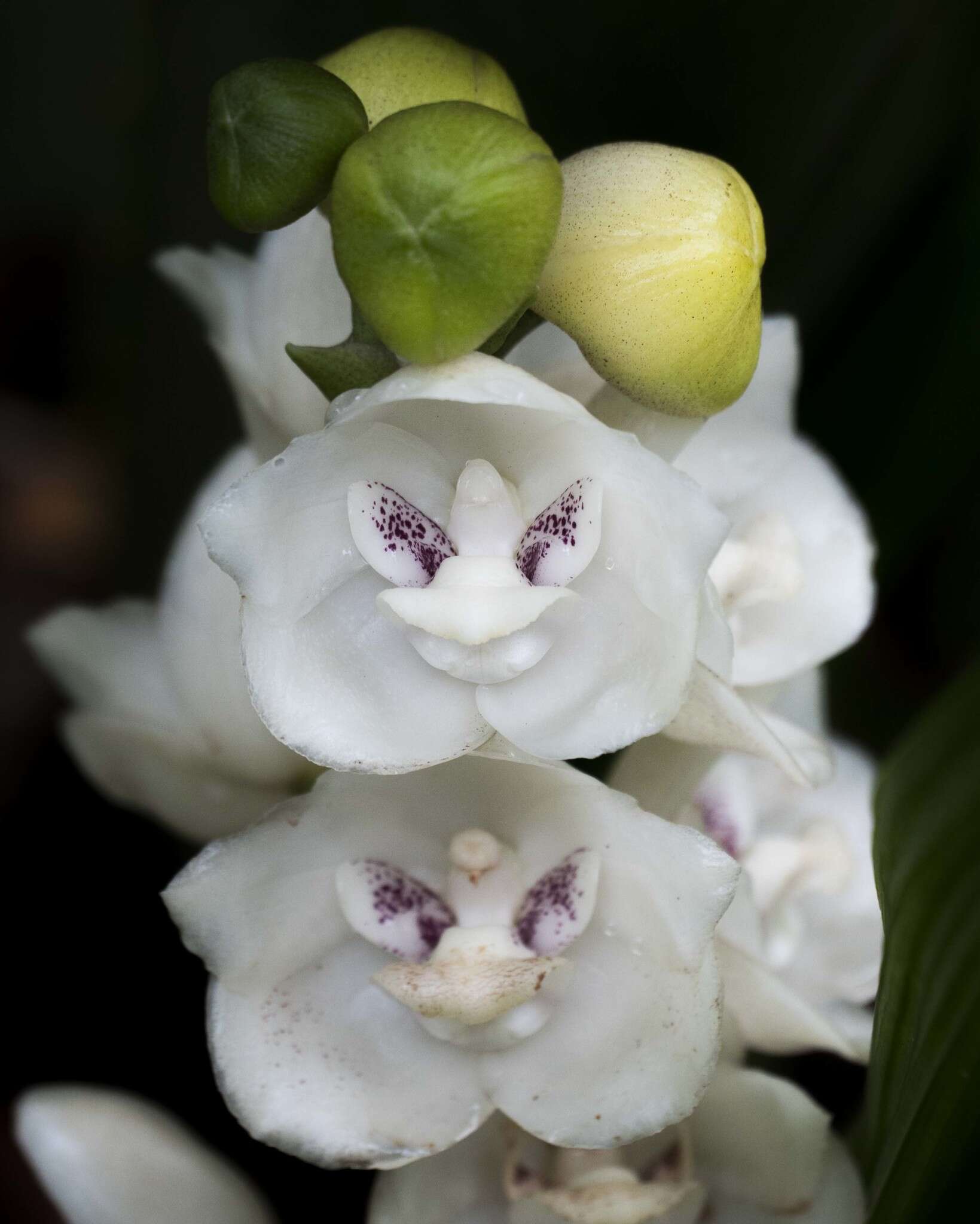 Image of Dove orchid