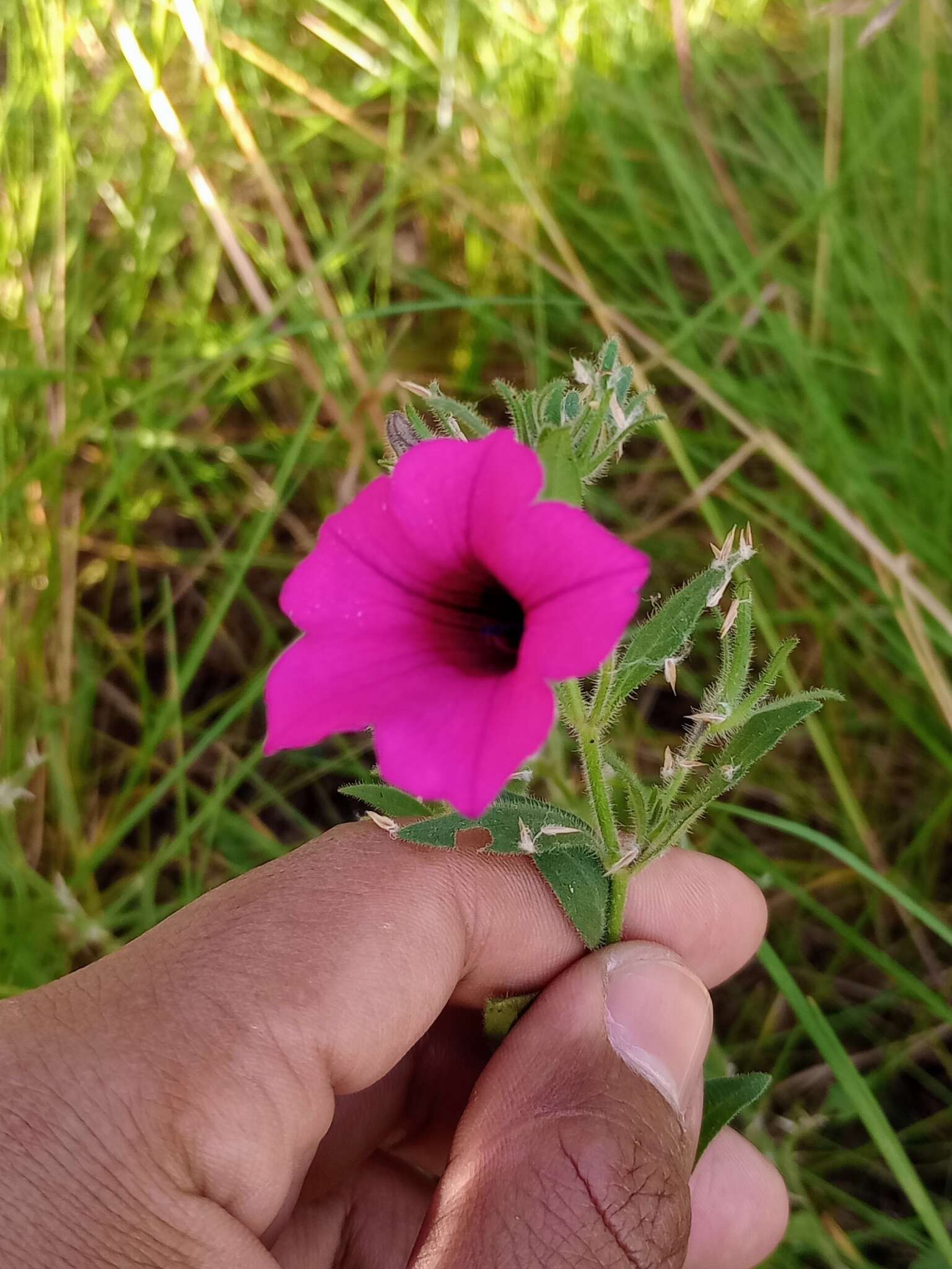 Image de Petunia integrifolia (Hook.) Schinz & Thellung