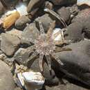 Image of cryptic burrowing anemone