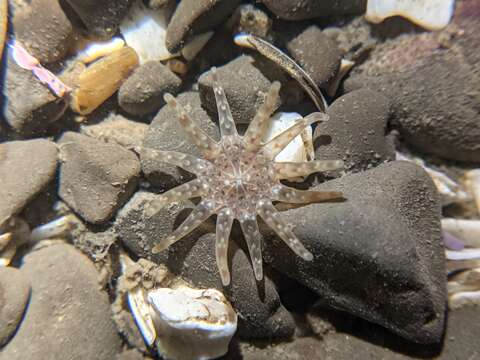 Image of cryptic burrowing anemone