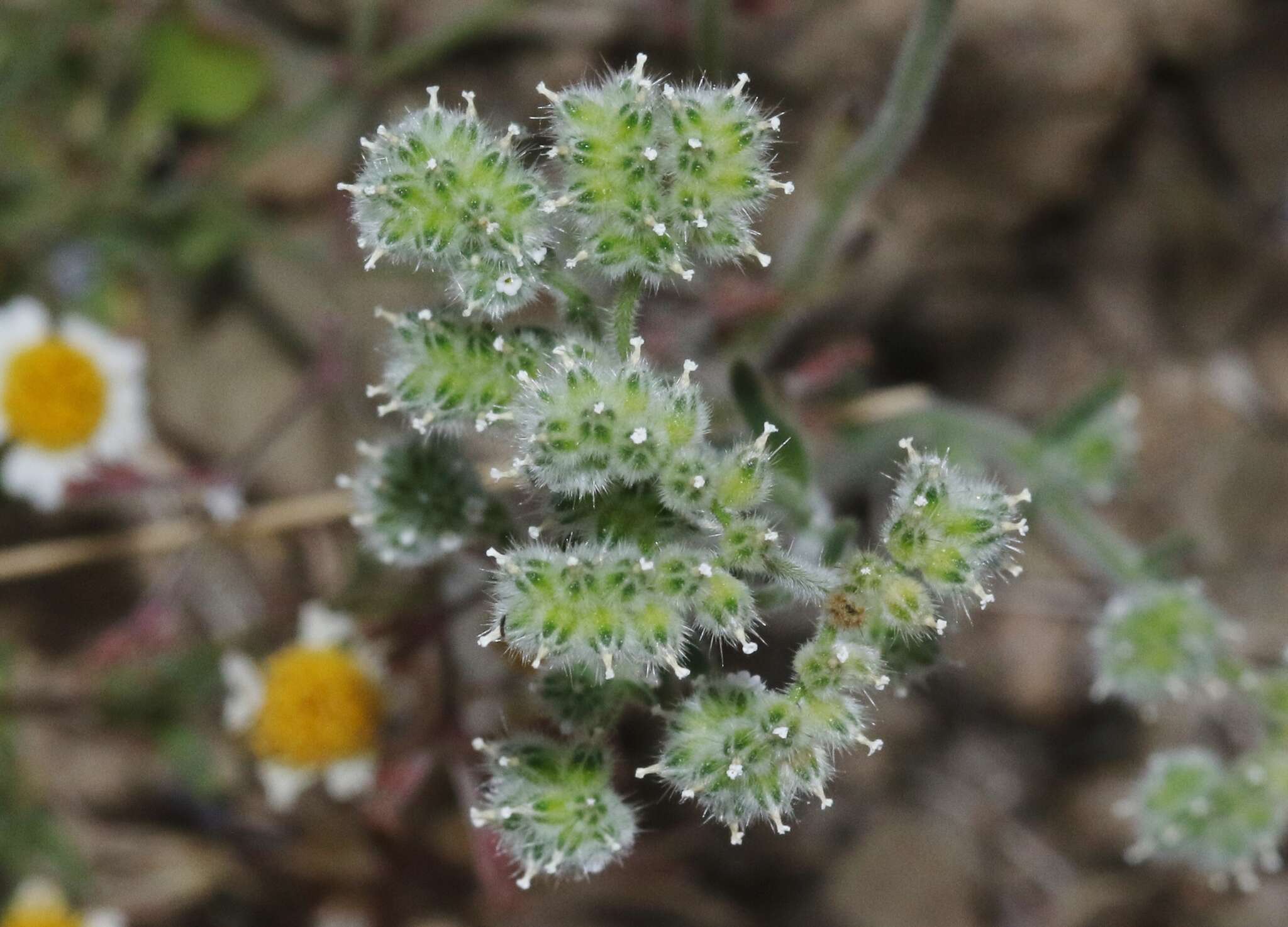 صورة Cryptantha gracilis Osterh.