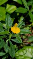 Image of sidebeak pencilflower