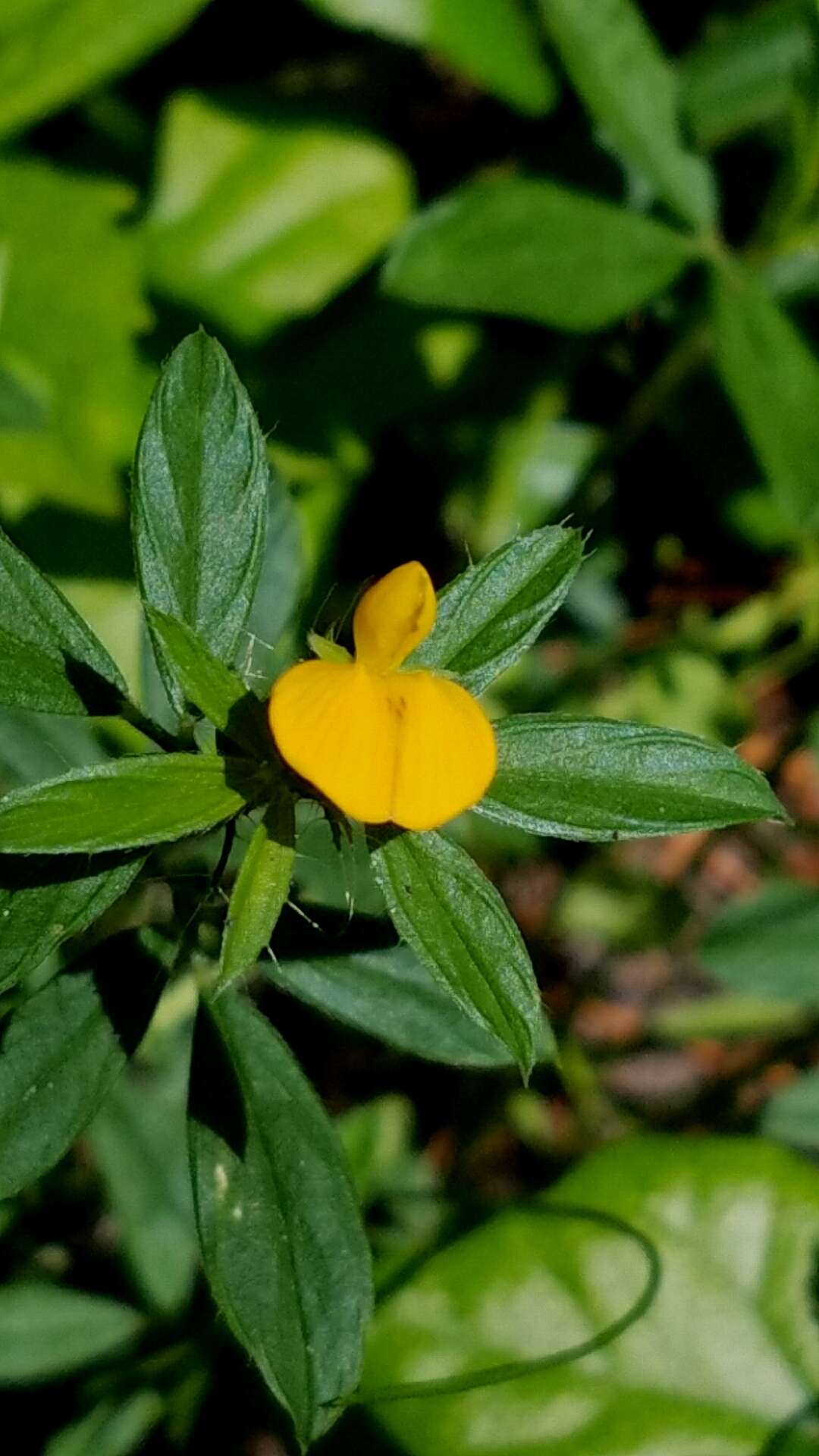 Image of sidebeak pencilflower