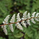 Image of Gray's cloak fern