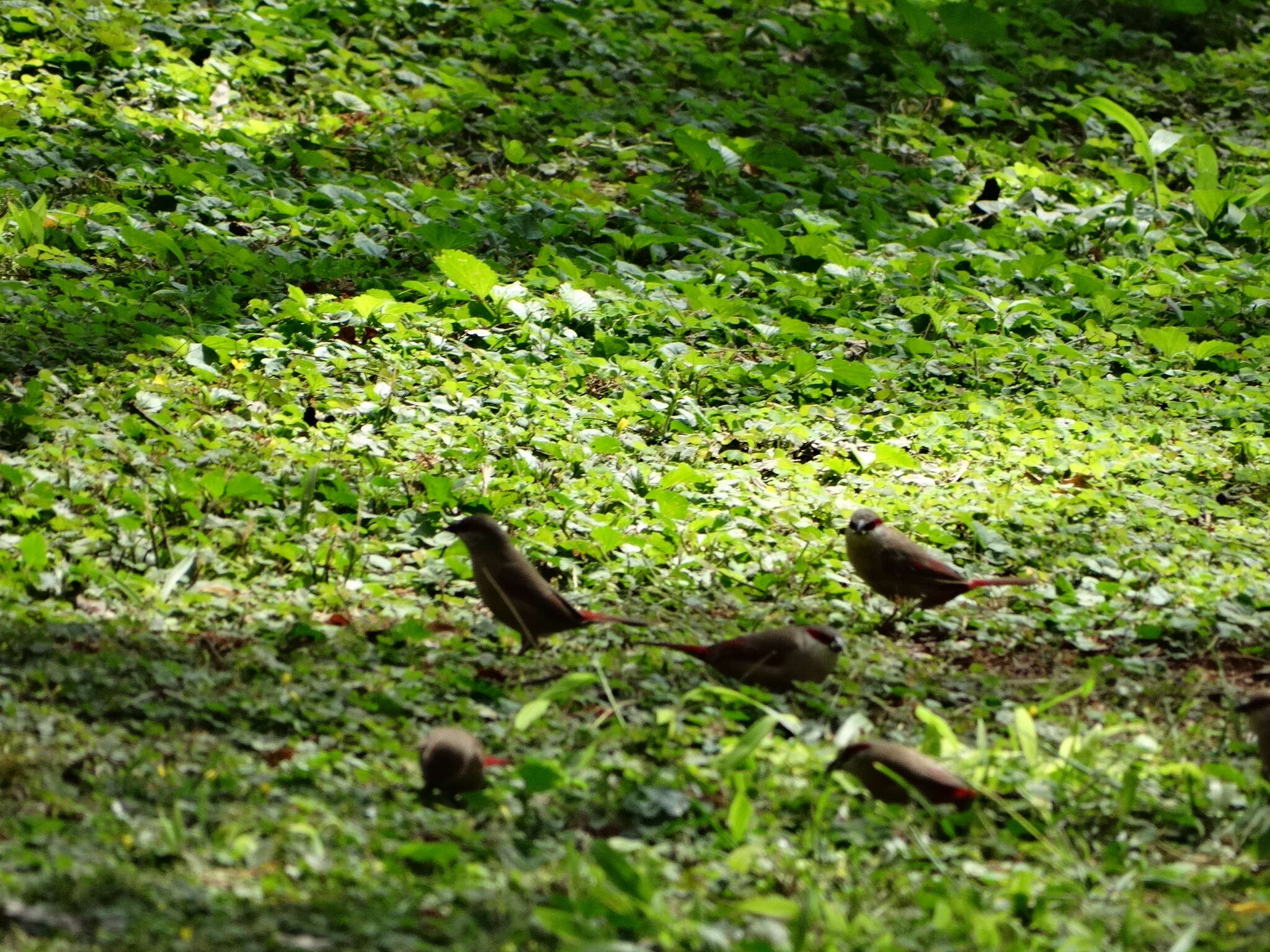 Image of Crimson-rumped Waxbill