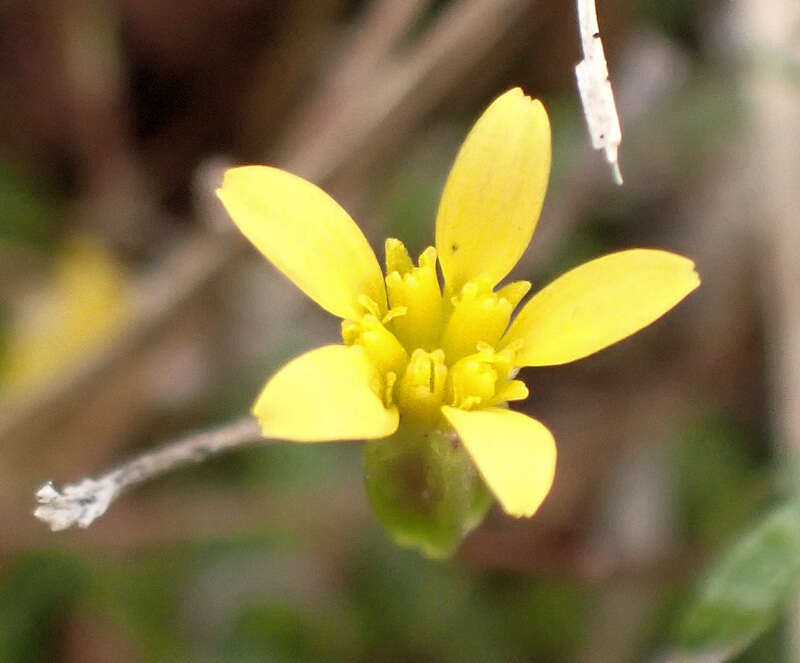 Pectis glaucescens (Cass.) D. J. Keil resmi