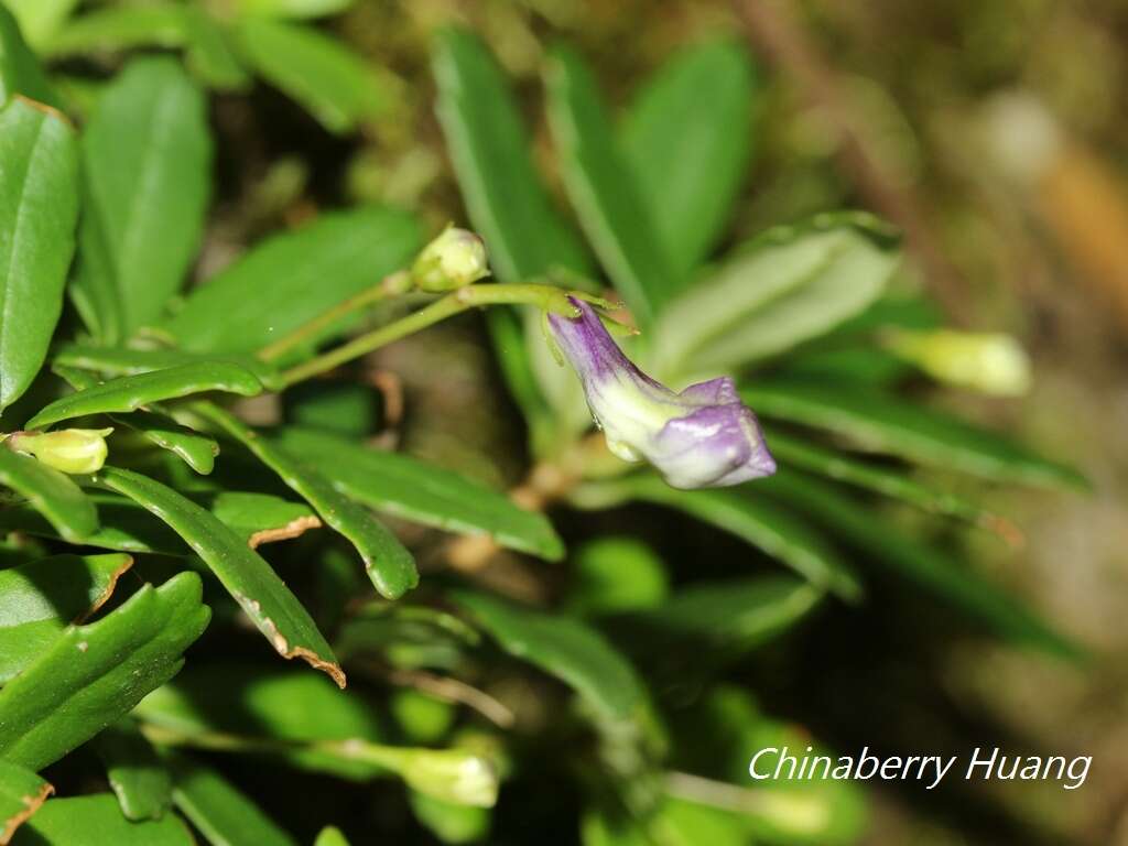 Imagem de Lysionotus pauciflorus var. pauciflorus