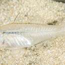 Image of Port Jackson glassfish