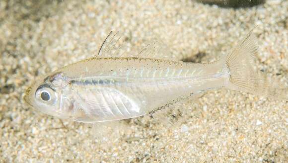 Image of Port Jackson glassfish