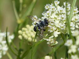 Imagem de Megachile sidalceae Cockerell 1897