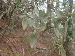 Image of Rhododendron breviperulatum Hayata