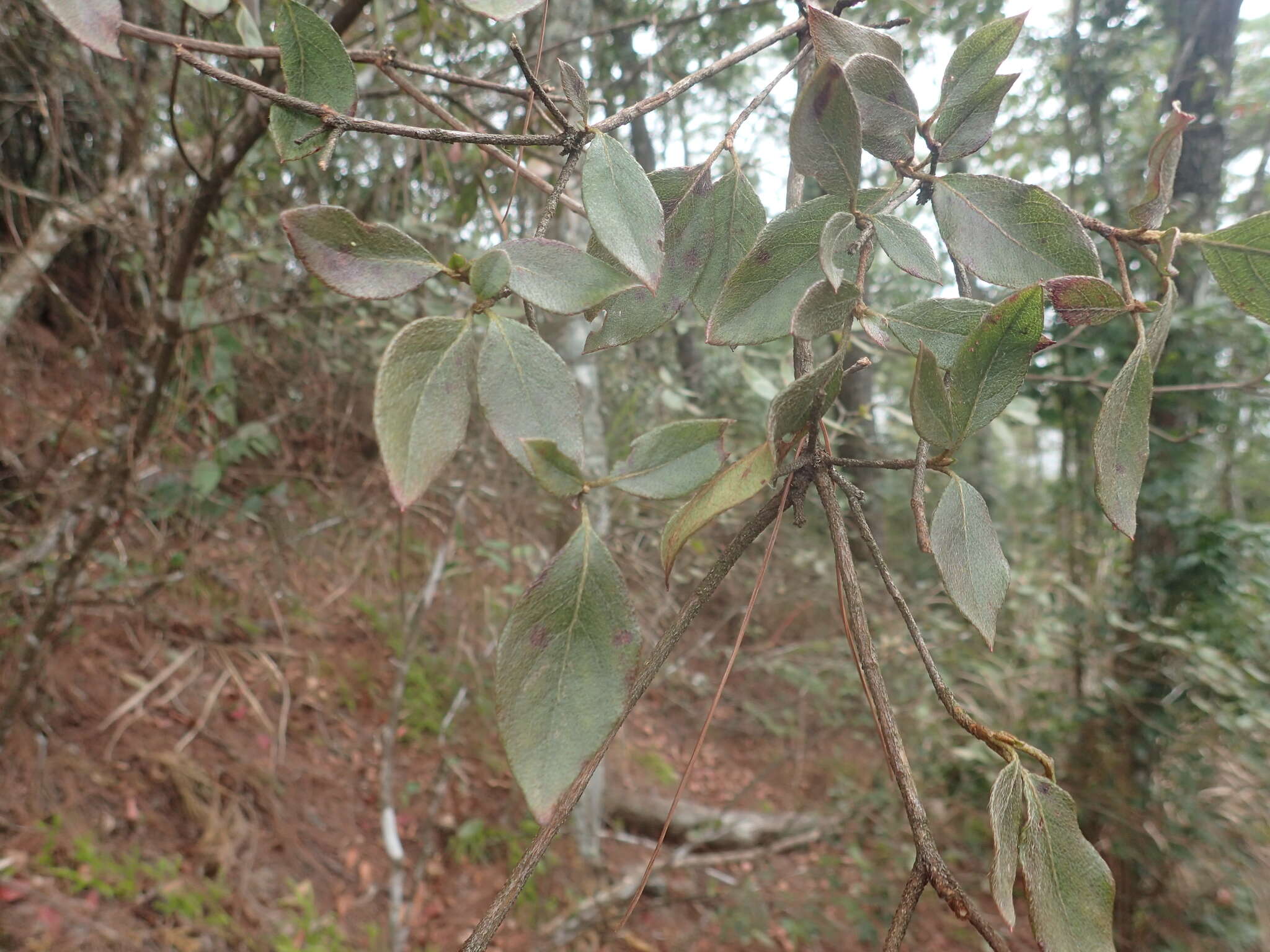 Image of Rhododendron breviperulatum Hayata