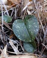 Image of Asarum fauriei var. takaoi (F. Maek.) T. Sugaw.