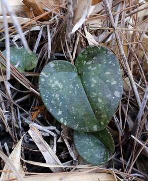 Image of Asarum fauriei var. takaoi (F. Maek.) T. Sugaw.