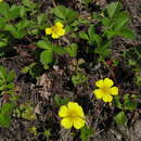 Imagem de Potentilla stolonifera Lehm. ex Ledeb.