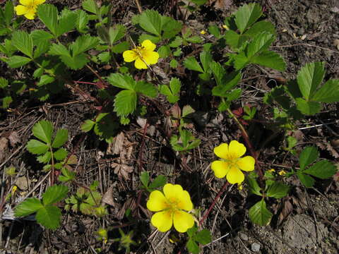 Imagem de Potentilla stolonifera Lehm. ex Ledeb.