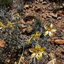 Dianthus caespitosus Thunb.的圖片