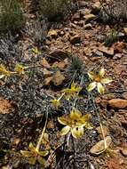 Image of Dianthus caespitosus Thunb.