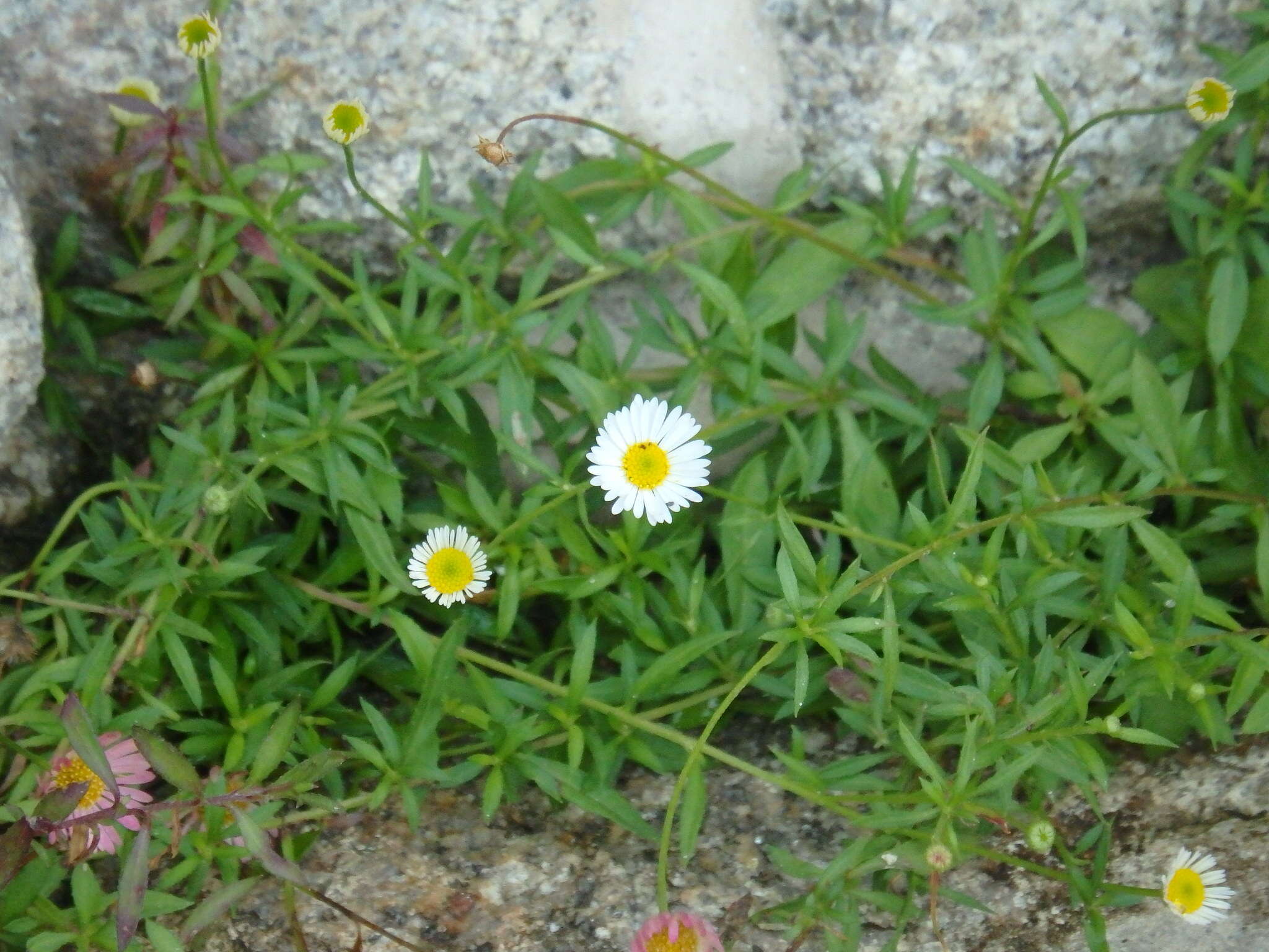 Слика од Erigeron karvinskianus DC.