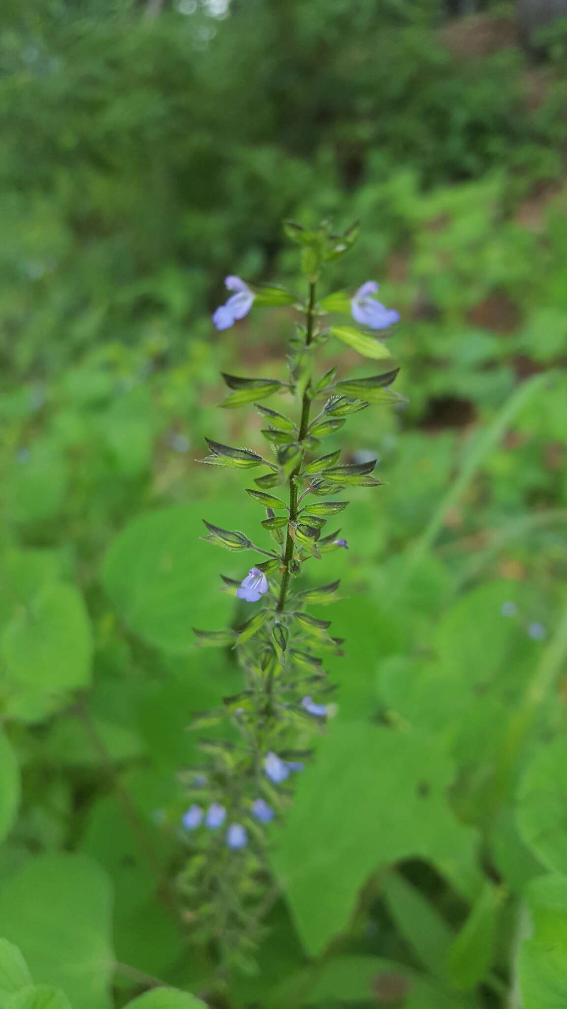 Imagem de Salvia tiliifolia Vahl