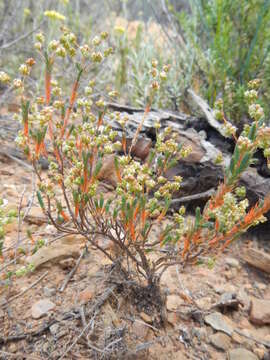 Image of Psammotropha quadrangularis (L. fil.) Fenzl